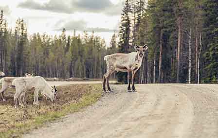 Wildlife in Sweden