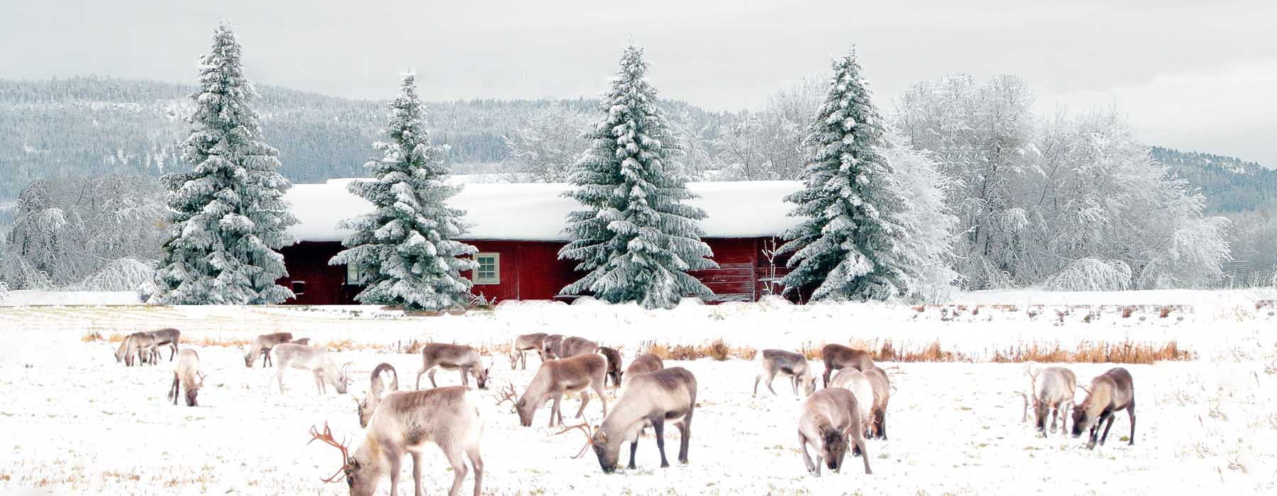 All our Finland<br class="hidden-md hidden-lg" /> Snow Holidays