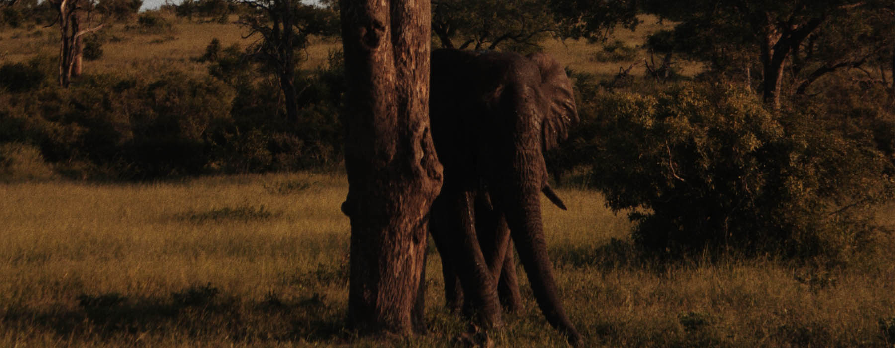 Lower Zambezi National Park<br class="hidden-md hidden-lg" /> Holidays