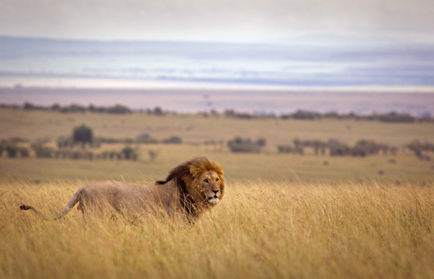 Best Places to See Lions