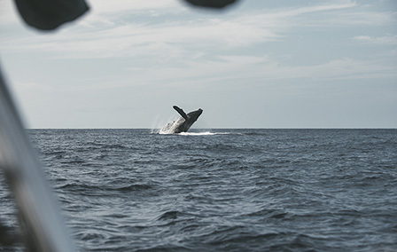 Whale Watching in Costa Rica