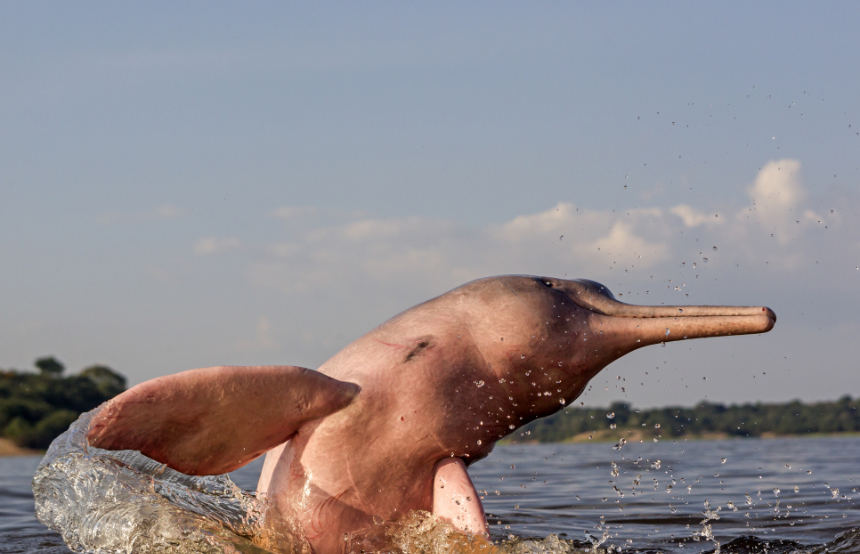 Top Ten Pink River Dolphin Facts