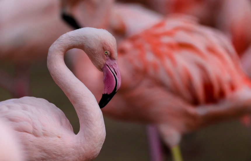 Top Ten Flamingo Facts