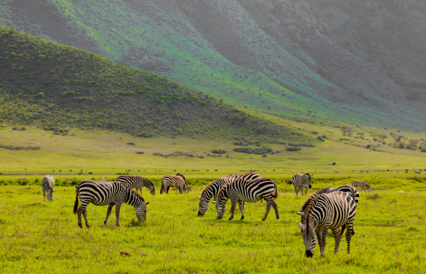 Best Safaris in Tanzania